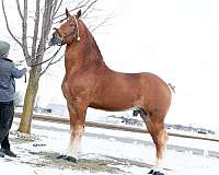 sorrel-photos-attached-horse