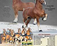 belgian-breeding-belgian-horse