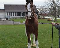 driving-clydesdale-horse
