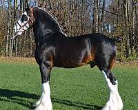 bay-clydesdale-association-of-amer-stallion