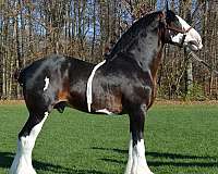 bay-clydesdale-association-of-amer-horse