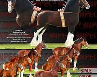 clydesdale-association-of-amer-stallion