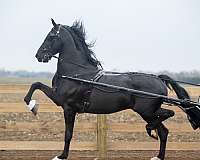 black-photos-attached-horse