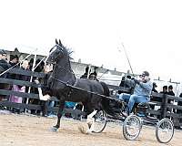 black-american-dutch-harness-horse-a-stallion