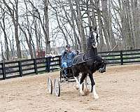 american-dutch-harness-horse-a-stallion