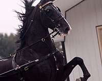 16-hand-dutch-warmblood-stallion