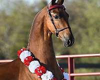 american-dutch-harness-horse-a-warmblood-stallion