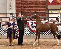 american-dutch-harness-horse-a