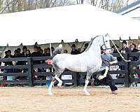 grey-american-dutch-harness-horse-a-stallion