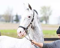 grey-american-dutch-harness-horse-a