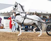 grey-dutch-warmblood-horse