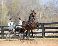 driving-harness-horse