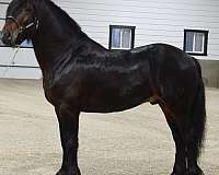 14-hand-fell-pony-stallion