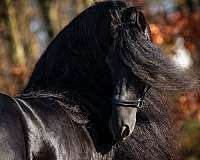 black-fbhr-stallion