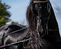 fbhr-friesian-stallion