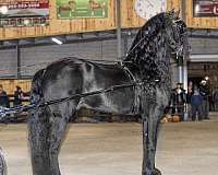 fbhr-friesian-horse