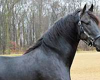 black-driving-english-horse