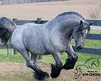 gypsy-vanner-horse-society-stallion