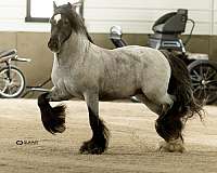blue-roan-gypsy-horse-registry-of-americ-stallion