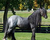 blue-roan-driving-equitation-horse