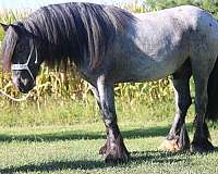 15-hand-gypsy-vanner-stallion