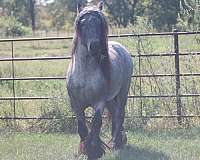 blue-roan-photos-attached-horse