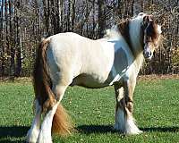 dunalino-gypsy-vanner-stallion