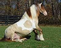 dunalino-gypsy-vanner-horse-society-stallion