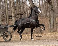 driving-equitation-morgan-horse