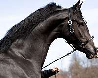 black-american-morgan-horse-registry-stallion