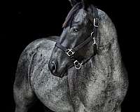 blue-roan-quarter-horse-for-sale