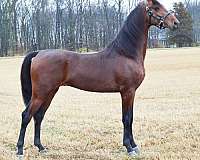 bay-saddlebred-stallion