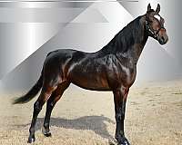 brown-photos-attached-horse