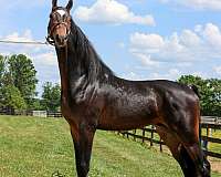 brown-saddlebred-horse