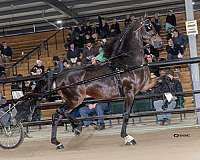 brown-saddlebred-stallion