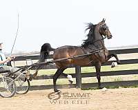 16-hand-saddlebred-horse