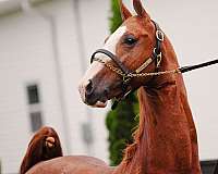 equitation-saddlebred-horse