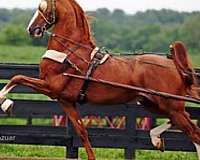 halter-saddlebred-horse