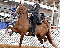 chestnut-equitation-horse