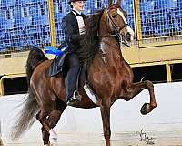 chestnut-american-saddlebred-breede-horse