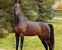 halter-standardbred-horse