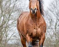bay-roan-halter-horse