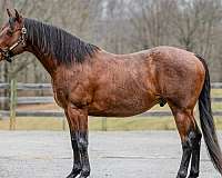 bay-roan-equitation-horse