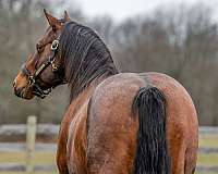 16-hand-bay-roan-horse
