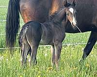 black-morgan-stallion