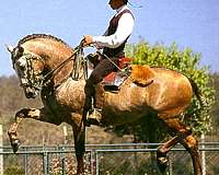 black-palomino-champion-horse