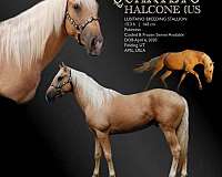 dressage-palomino-horse