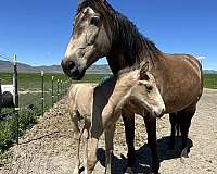 breeding-lusitano-horse