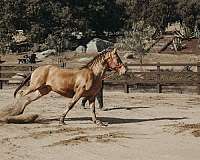 isabelo-horse
