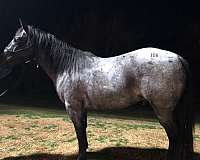 white-star-a-little-on-all-four-feet-horse